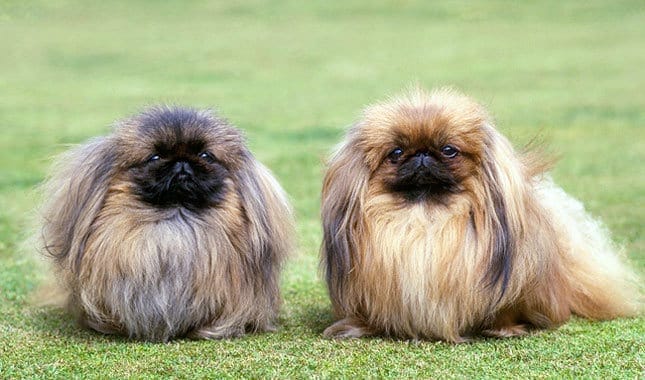 Pekingese dog