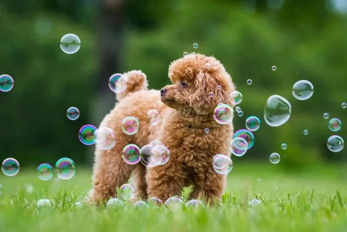 The 12 Fluffiest Dogs Ever! 10 poodle fluffy dogs