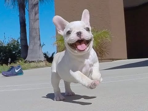 french-bulldog