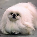 White Pekingese Puppy