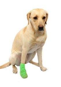 Arthritus in dogs