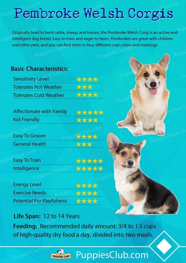 Top 10 Benefits of Having a Corgi 1