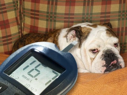 diabetes in dogs