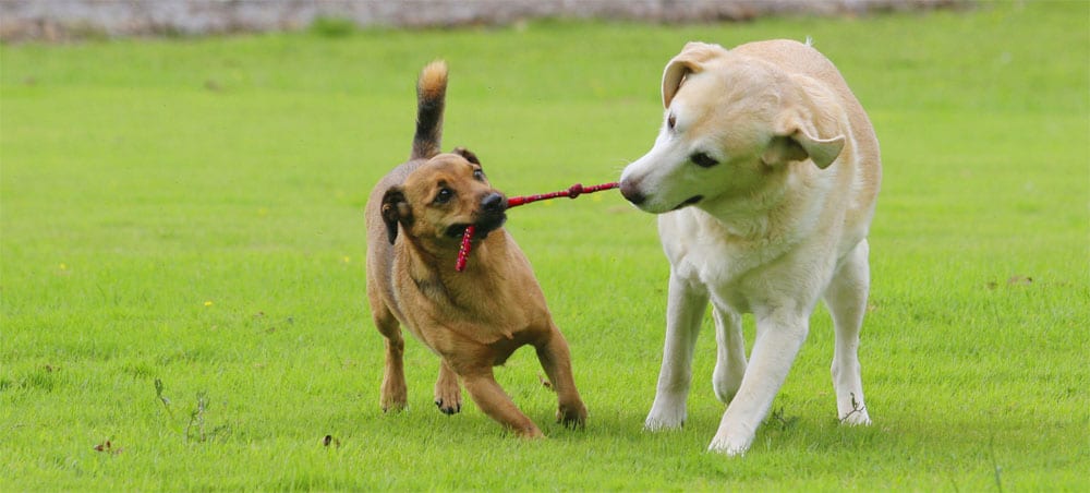 diy dog toys