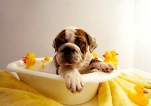 puppy bathing