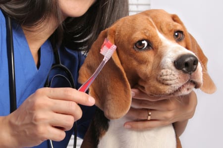 dog dental disease