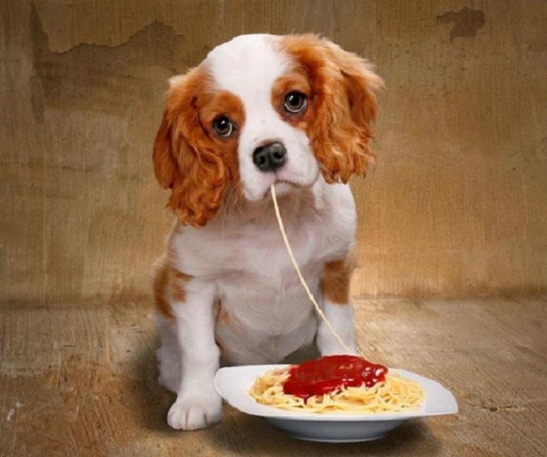 feeding-puppy-3