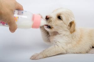 feeding puppy