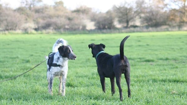 dog tail positions