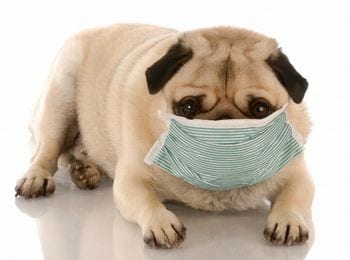 kennel cough in dogs