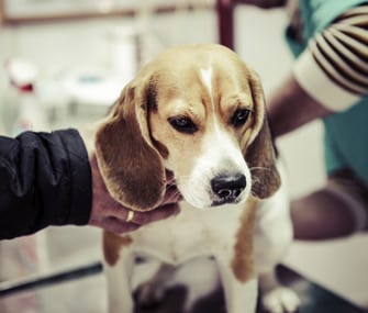 kidney disease in dogs