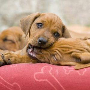 puppy biting