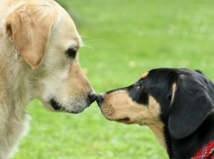 puppy socialization