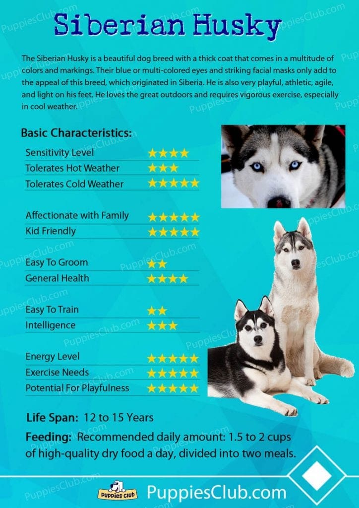 siberian husky dog breed characteristics