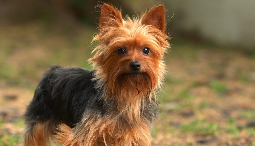 yorkshire terriers