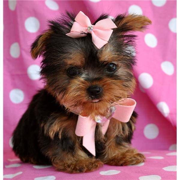 yorkshire terriers