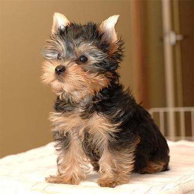 yorkshire terriers