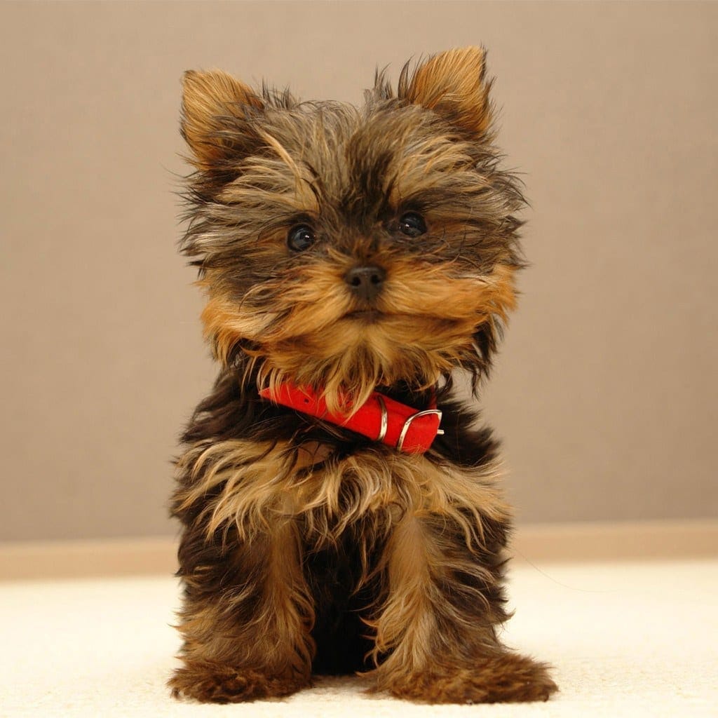 yorkshire terriers