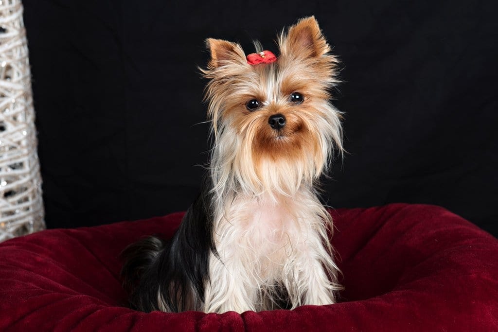 yorkshire terriers