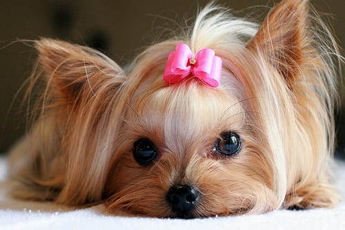 yorkshire terriers