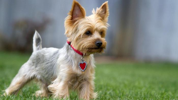 yorkshire terriers