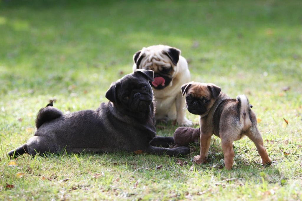 pug puppies