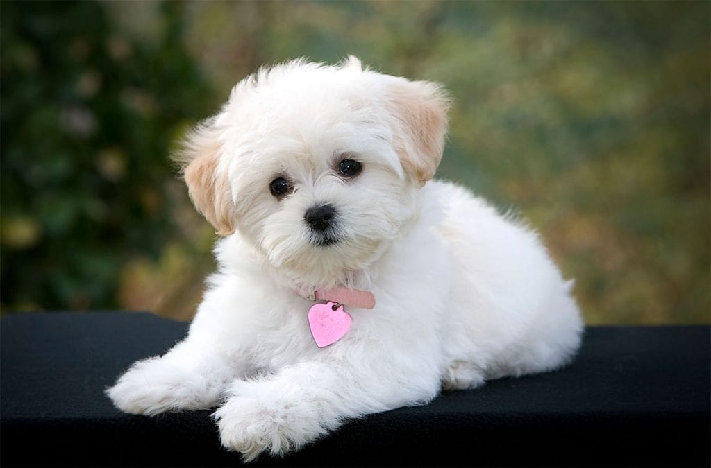 cute white maltese dog