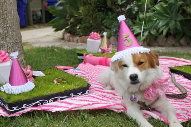 celebrate-your-dog's-birthday