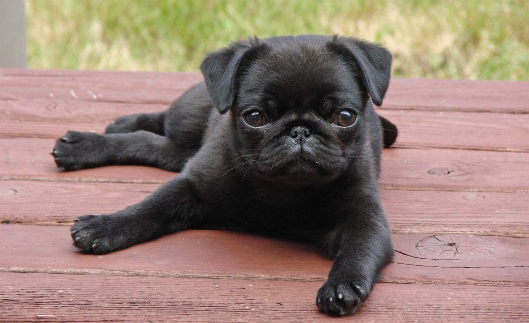 10 Things Only a Pug Owner Would Understand 6 black pug puppy