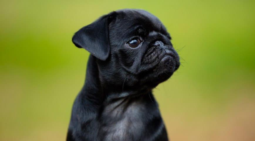 10 Things Only a Pug Owner Would Understand 7 back pug angry