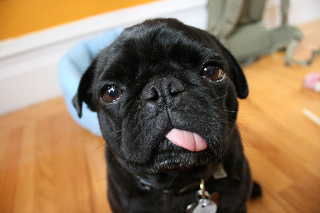 cute pug face