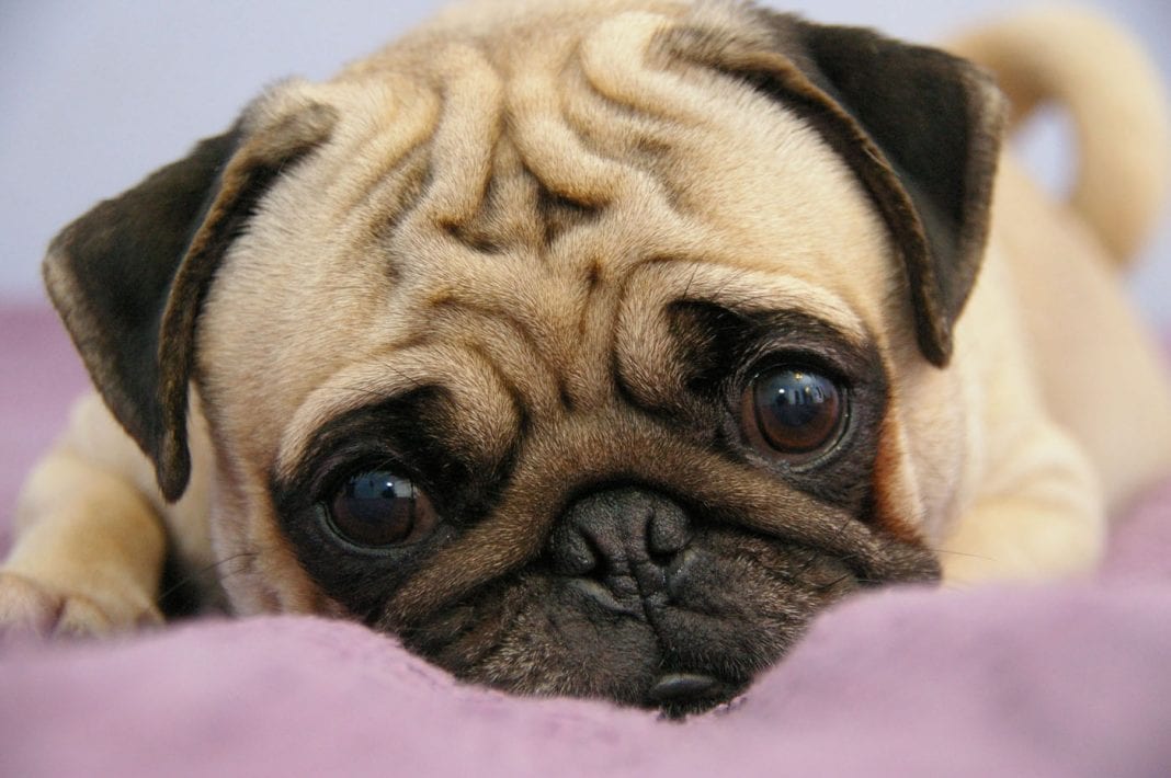 10 Things Only a Pug Owner Would Understand 8 cute pug eyes
