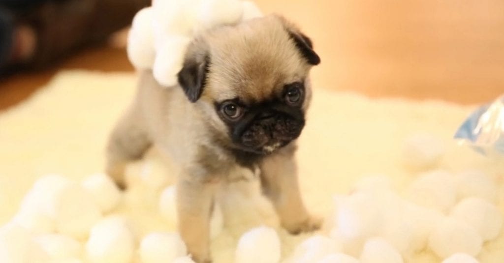 cute pug puppy