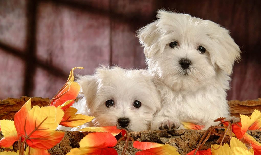 maltese cute puppy