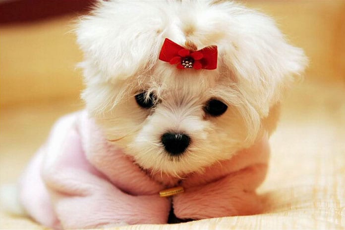 maltese puppy