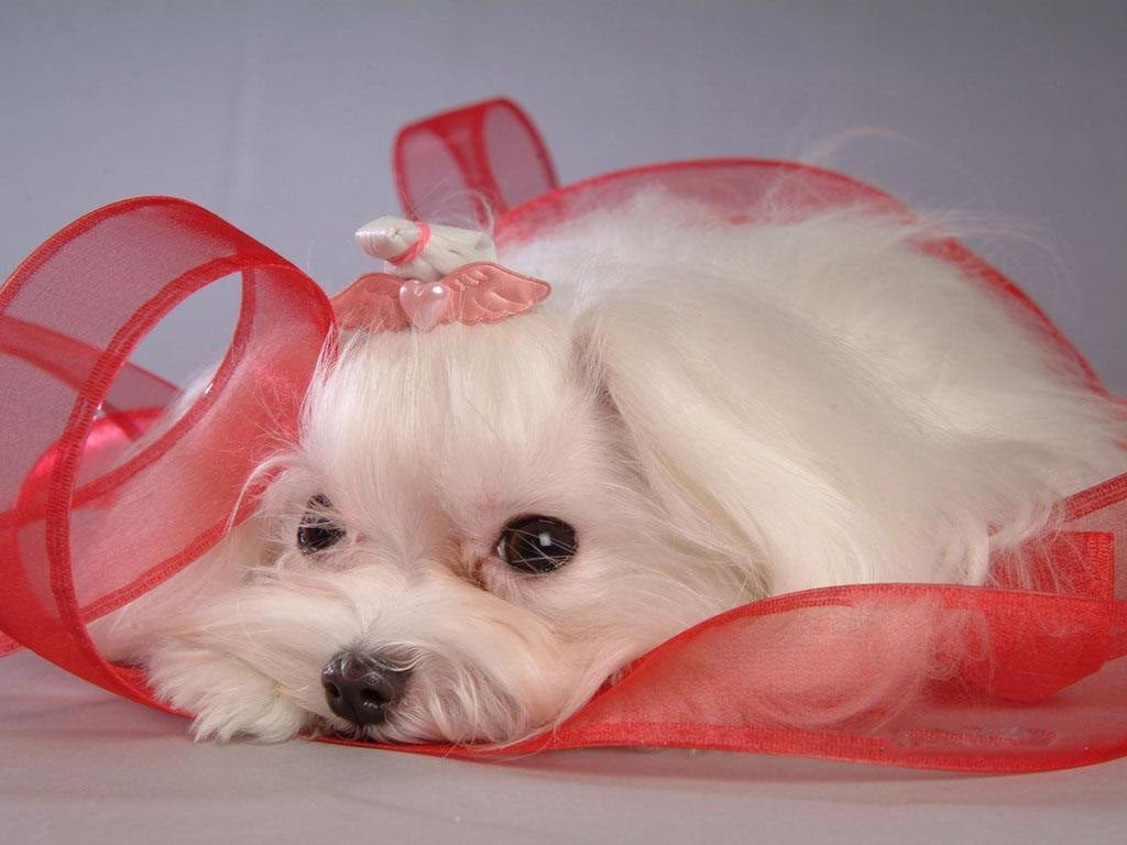 maltese puppy