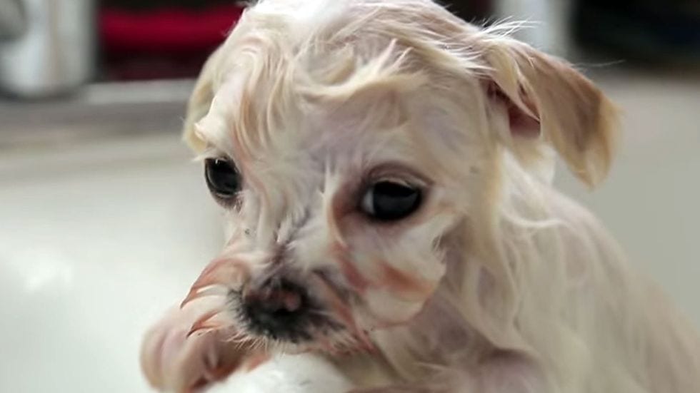 maltese puppy bathing