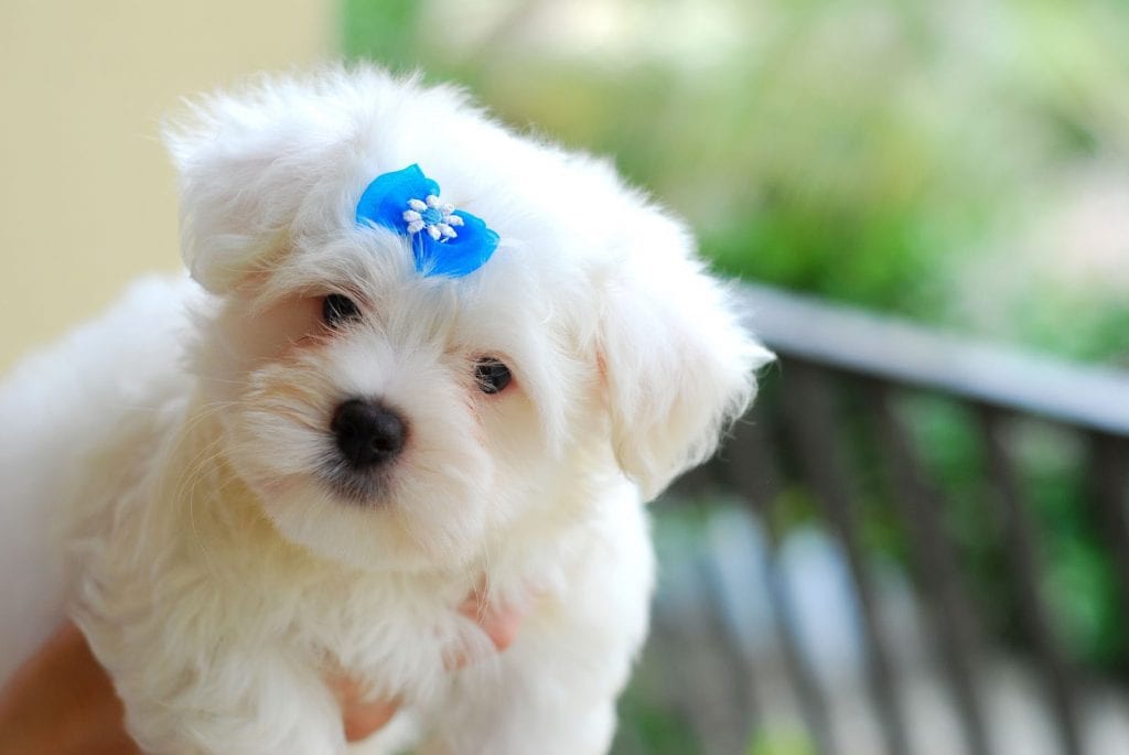 maltese puppy benefits