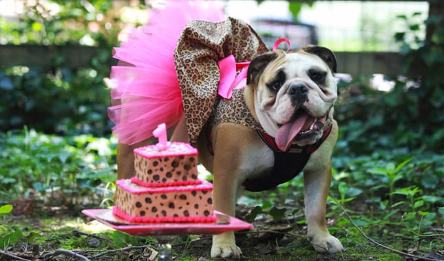 celebrate-your-dog's-birthday