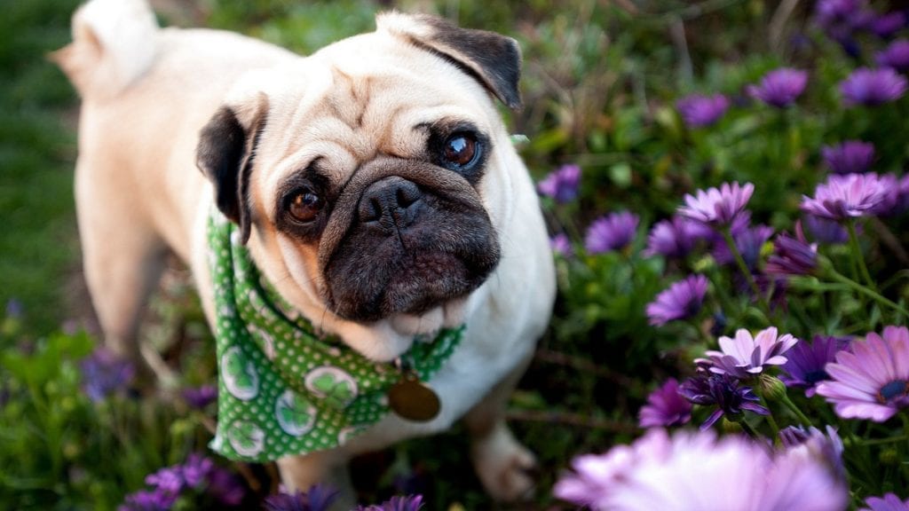 pug puppy funny face