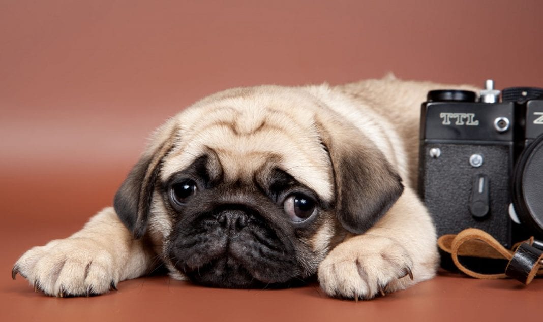 10 Things Only a Pug Owner Would Understand 4 pug puppy