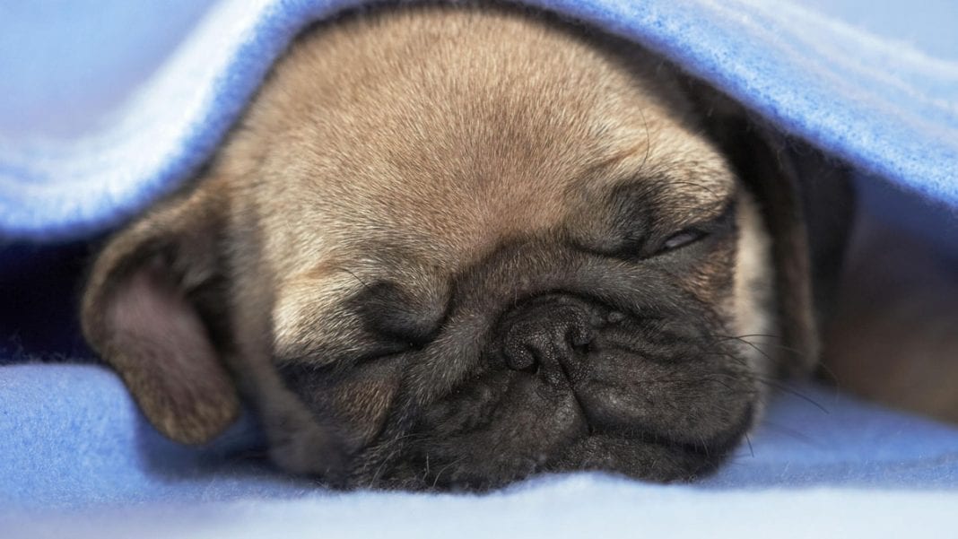 10 Things Only a Pug Owner Would Understand 10 pugs-puppies-sleeping