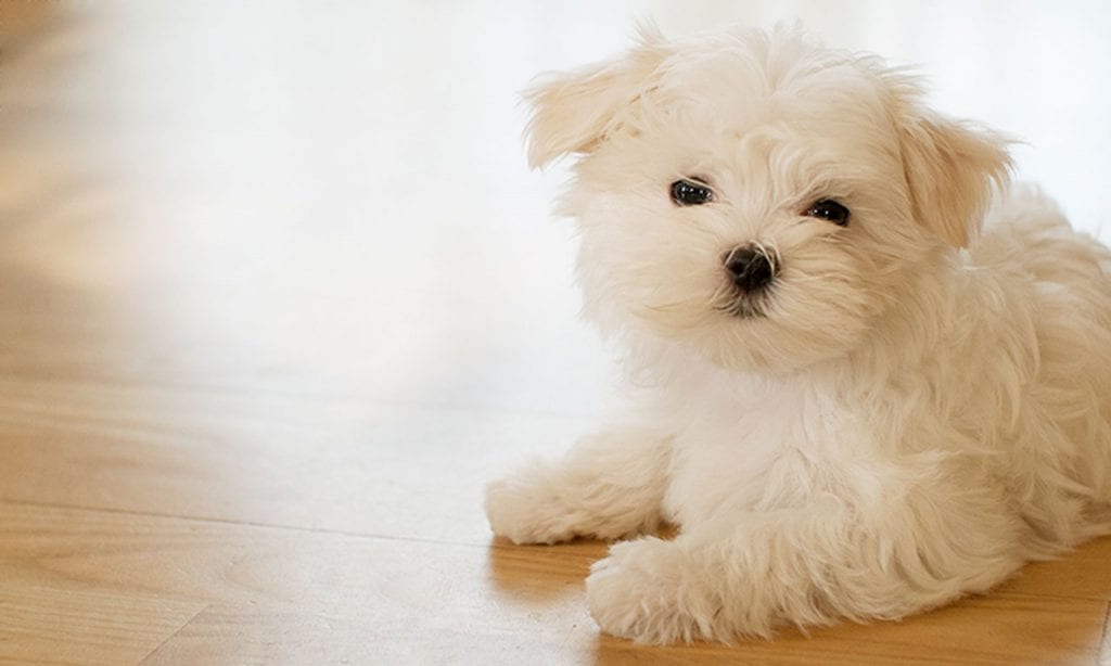 white maltese puppy