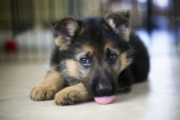 black german shepherd