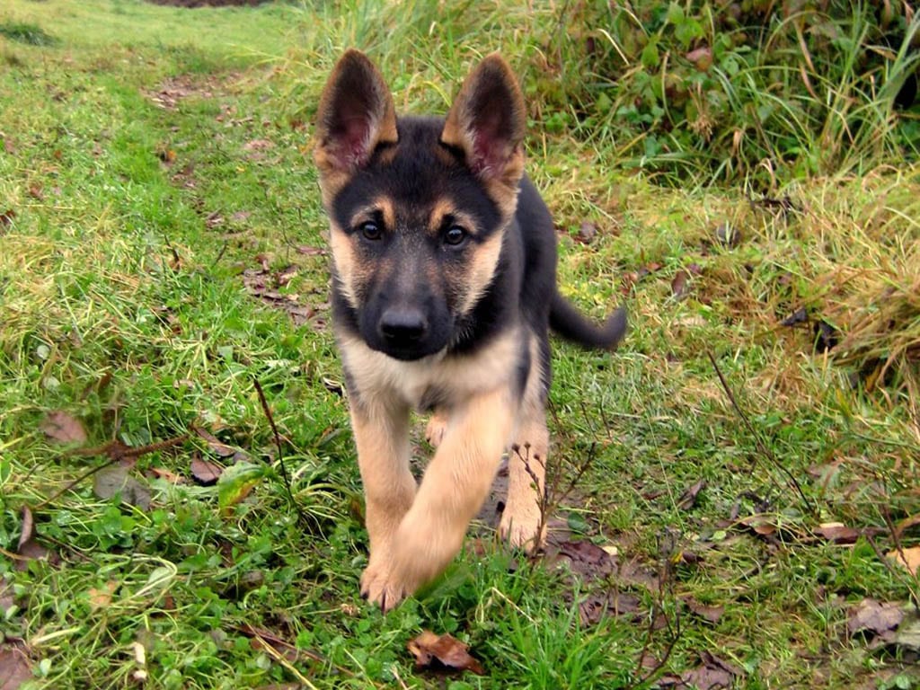 german shepherd puppies