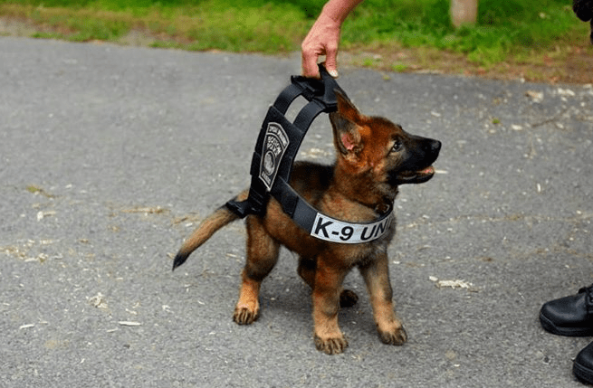 german shepherd puppies