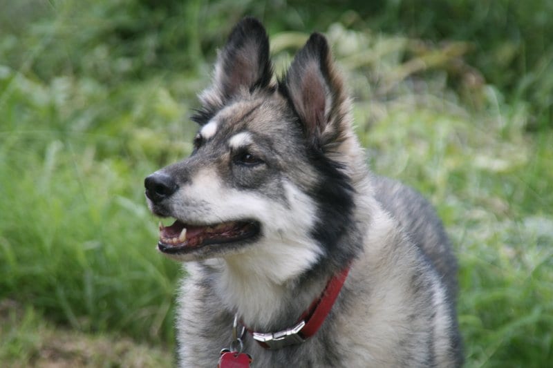 husky german shepherd mix gerberian shepsky