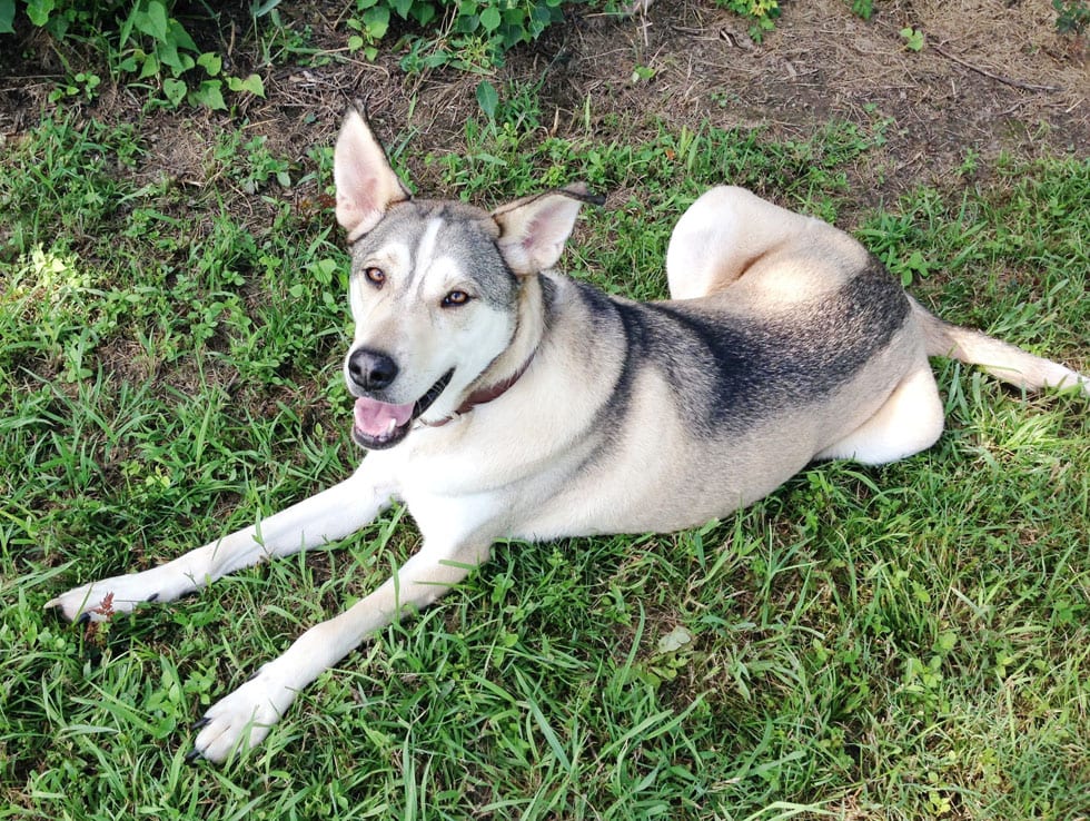 husky german shepherd mix gerberian shepsky