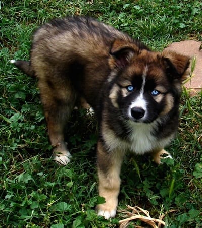 husky german shepherd mix gerberian shepsky