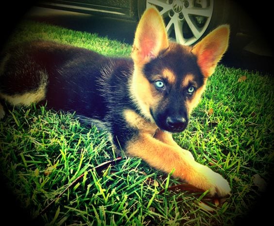 husky german shepherd mix gerberian shepsky